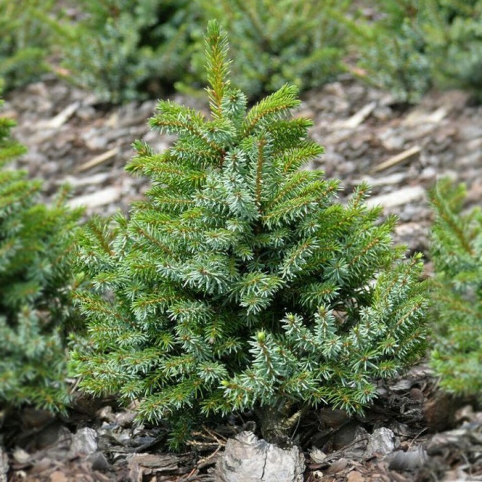 Ель сербская Santreyd - изящное хвойное украшение для сада 87718641 STLM-0075323 - Вид №5