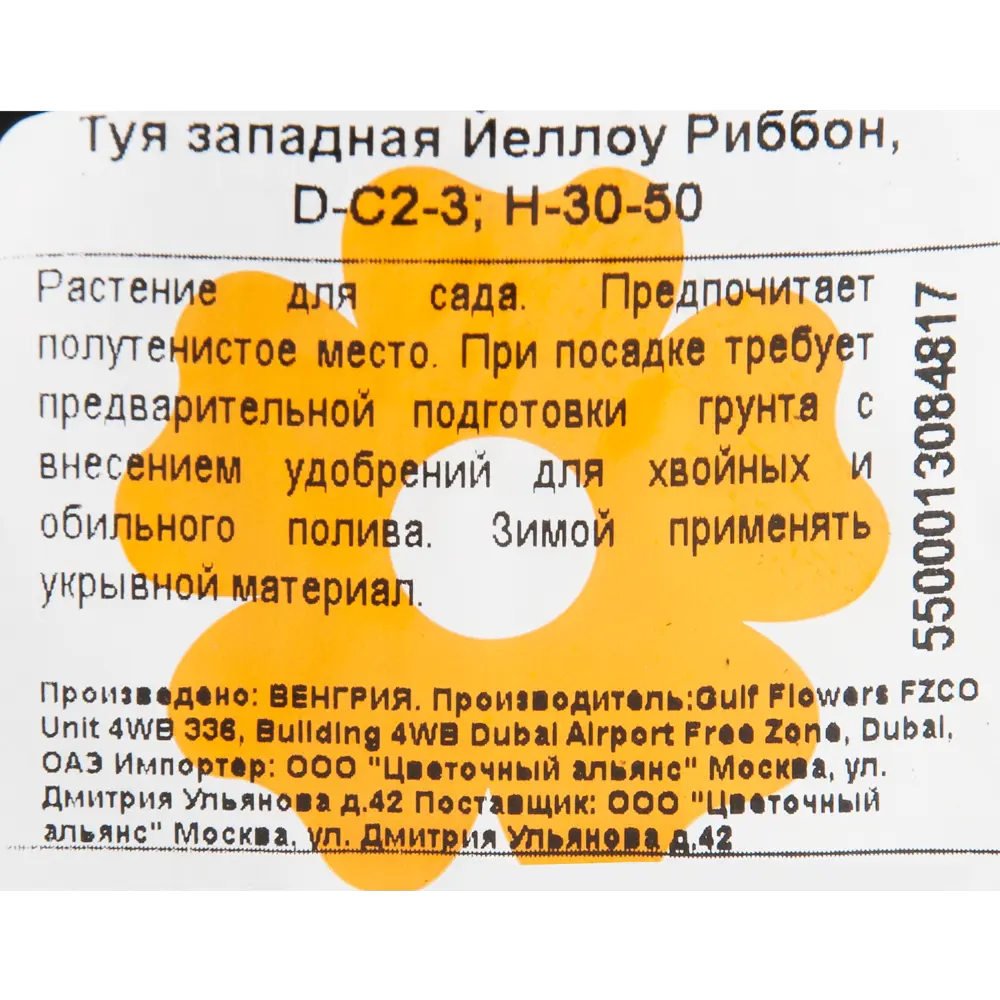 Туя западная «Йеллоу Риббон» 17x40 см 82601686 STLM-2211262 Santreyd  - Вид №1