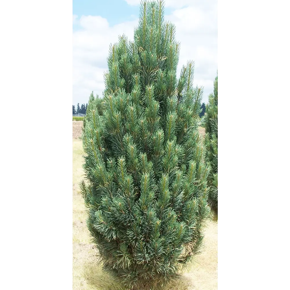 Сосна обыкновенная «Фастигиата» 15x25-30 см 82625354 STLM-2053313 Santreyd 