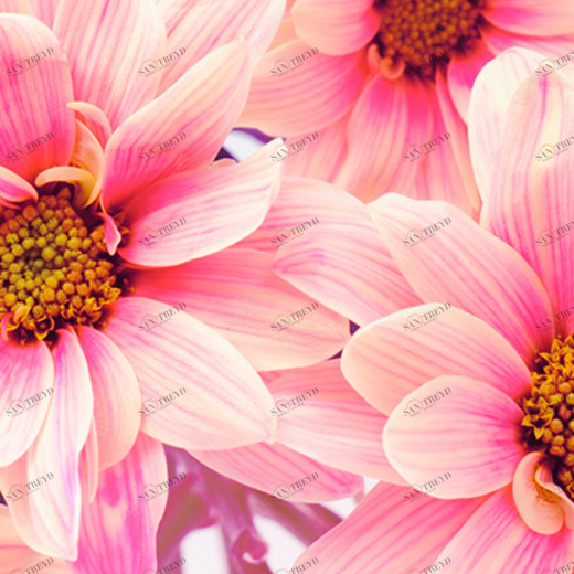 B1-099 Фотообои DIVINO Collection B 1.47х3 м B1099