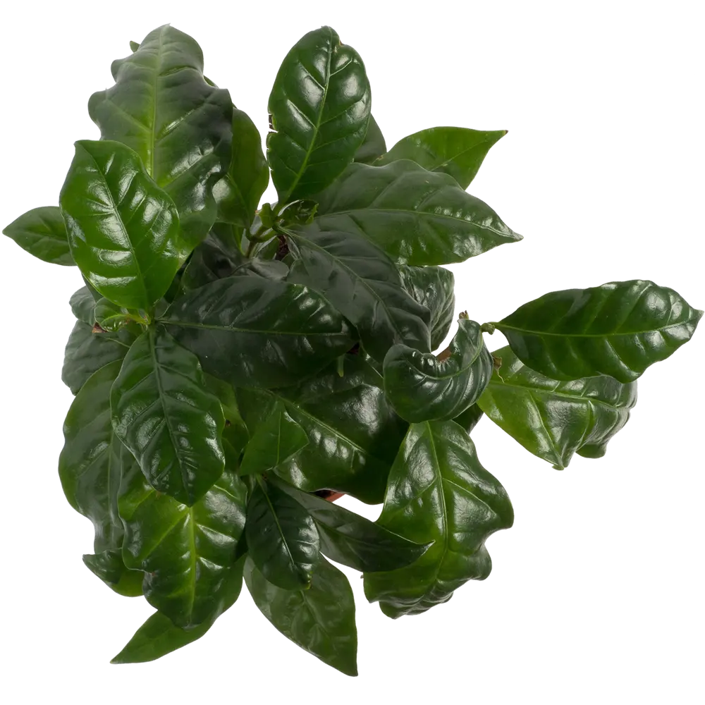 Кофе Арабика 12х25 см Santreyd STLM-2157838 - Вид №1