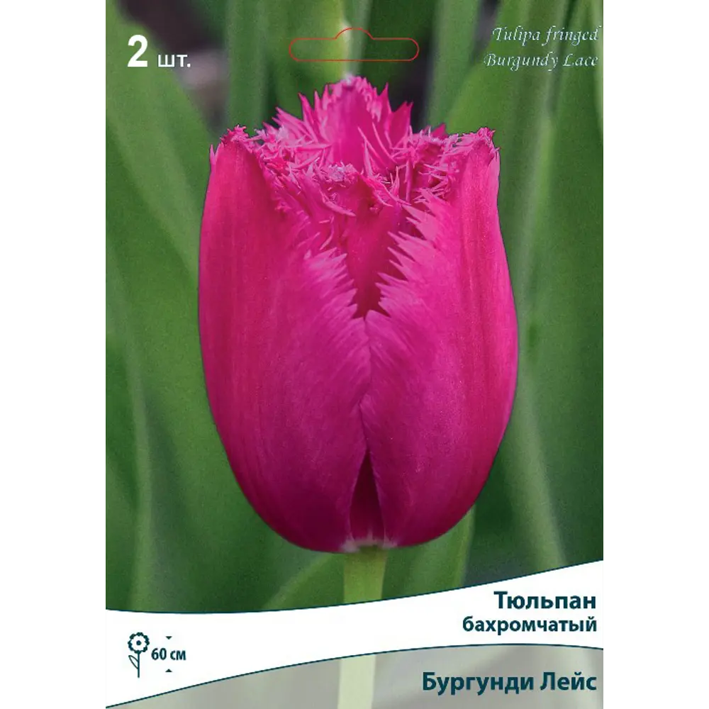 Тюльпан бахромчатый «Бургунди Лейс» размер луковицы 10/11, 2 шт Santreyd STLM-2043873