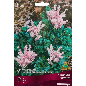 Астильба курчавая Лилипут 85186014 STLM-2142264