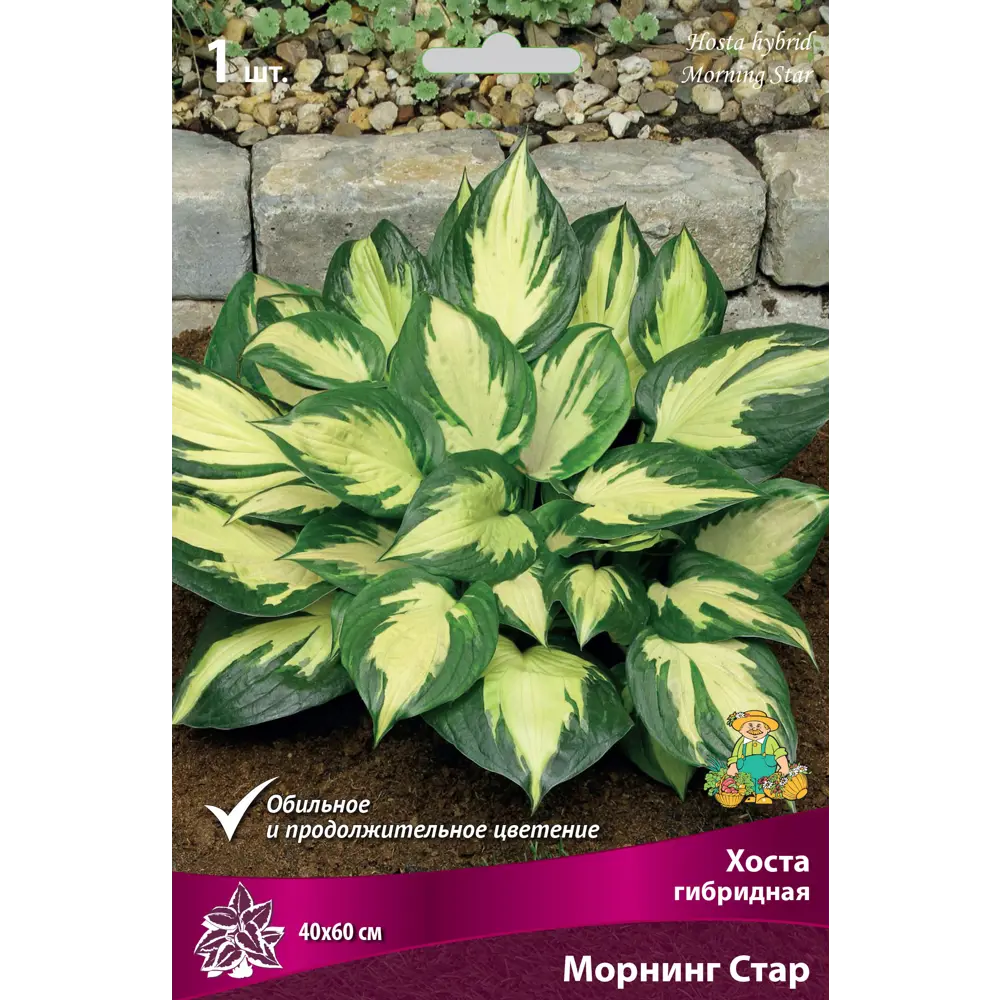Хоста гибридная «Морнинг Стар» Santreyd STLM-2114478
