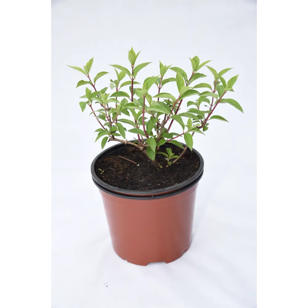 Гортензия метельчатая «Ламлайт» 40x125 см 82676653 STLM-2057482 Santreyd 