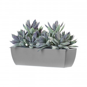 2000983229571 Композиция Эхеверия COSMO RED