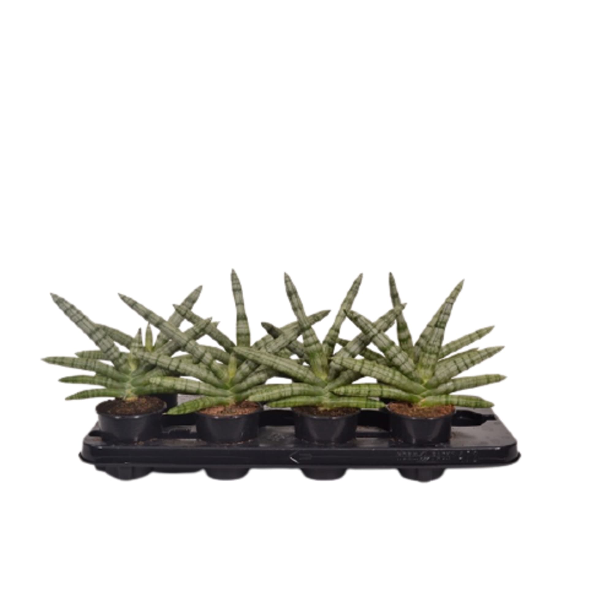 85194322 Сансевиерия Тиара платинум ø9 h30 см Santreyd 