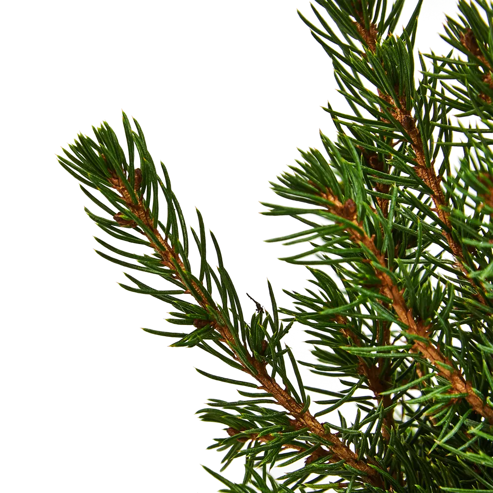 Ель Коника ø9 h30-35 см в пакете Santreyd STLM-2178528 - Вид №1