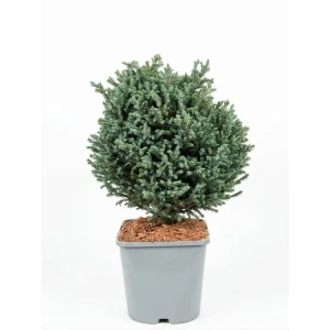 Кипарисовик горохоплодный Блю Мун ø23 h20 см