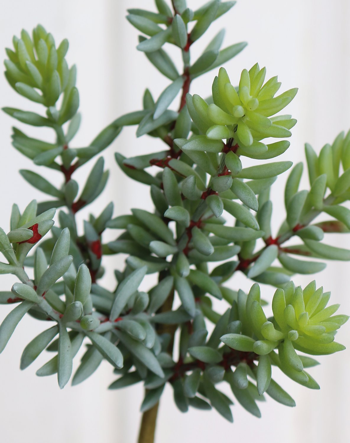 6050 883 a3 Сочные искусственные растения на палочке, 20 см, зеленые H-andreas 