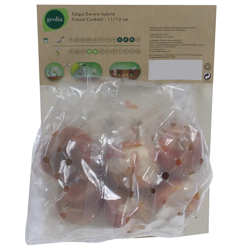 Тюльпан Cream Cocktail GEOLIA 11/12 6/36 STLM-2202376 - Вид №2