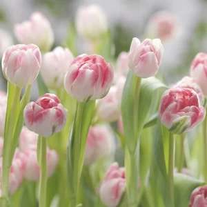 8-708-Secret-Garden Фотообои Komar Imagine Edition 2 254х368 м