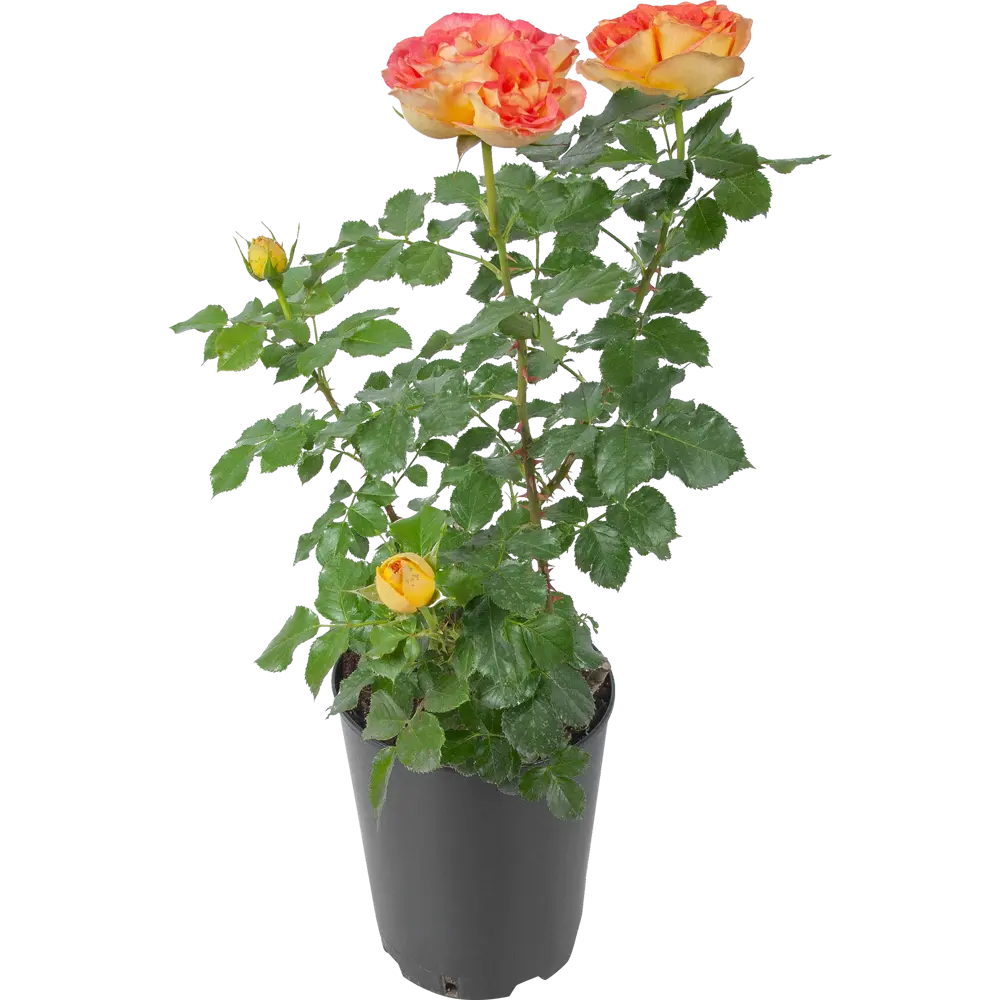 Роза чайно-гибридная в ассортименте D18 см 60 см 84994672 STLM-2159720 Santreyd 