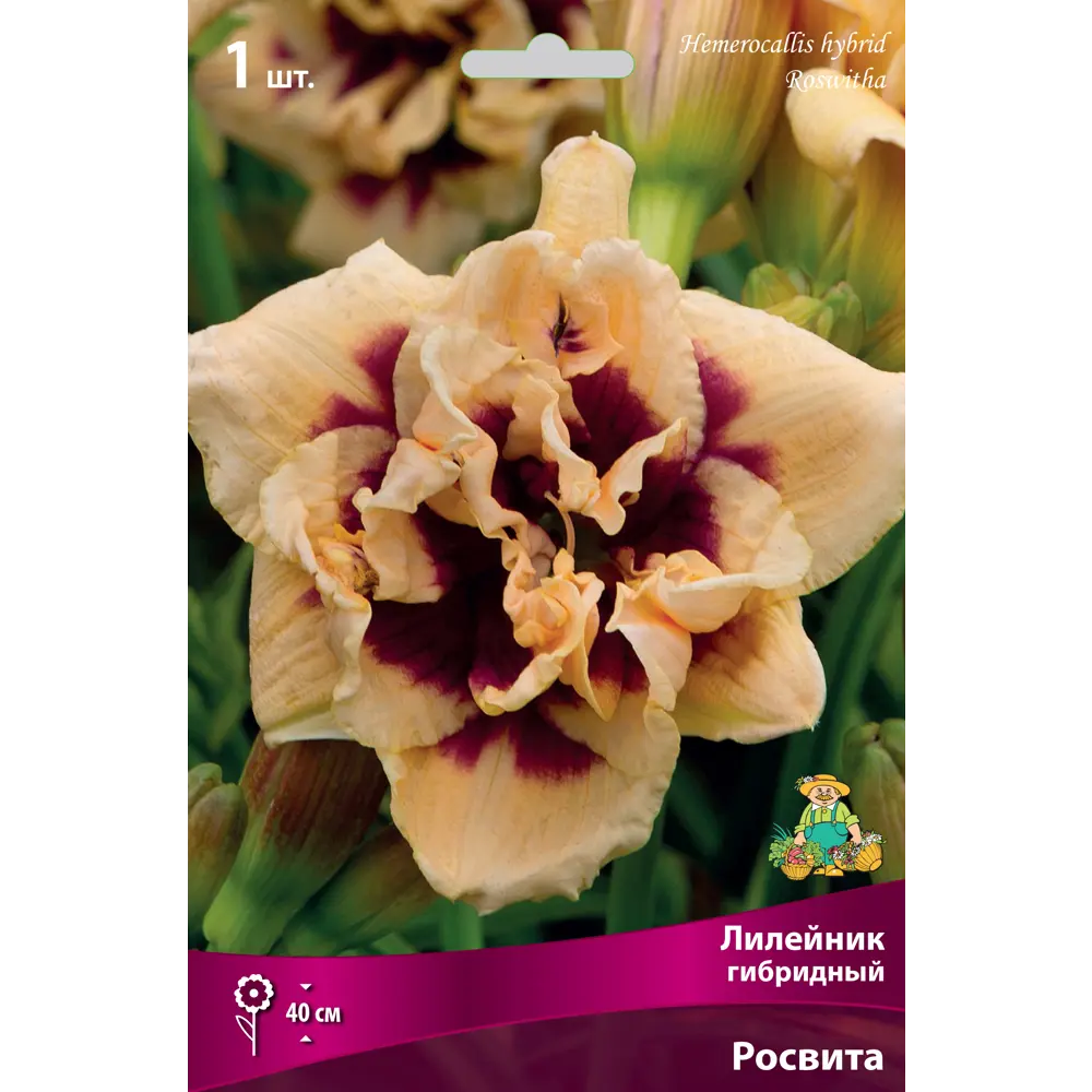 Лилейник гибридный Росвита I, 1 шт 82530254 STLM-2097161 Santreyd 
