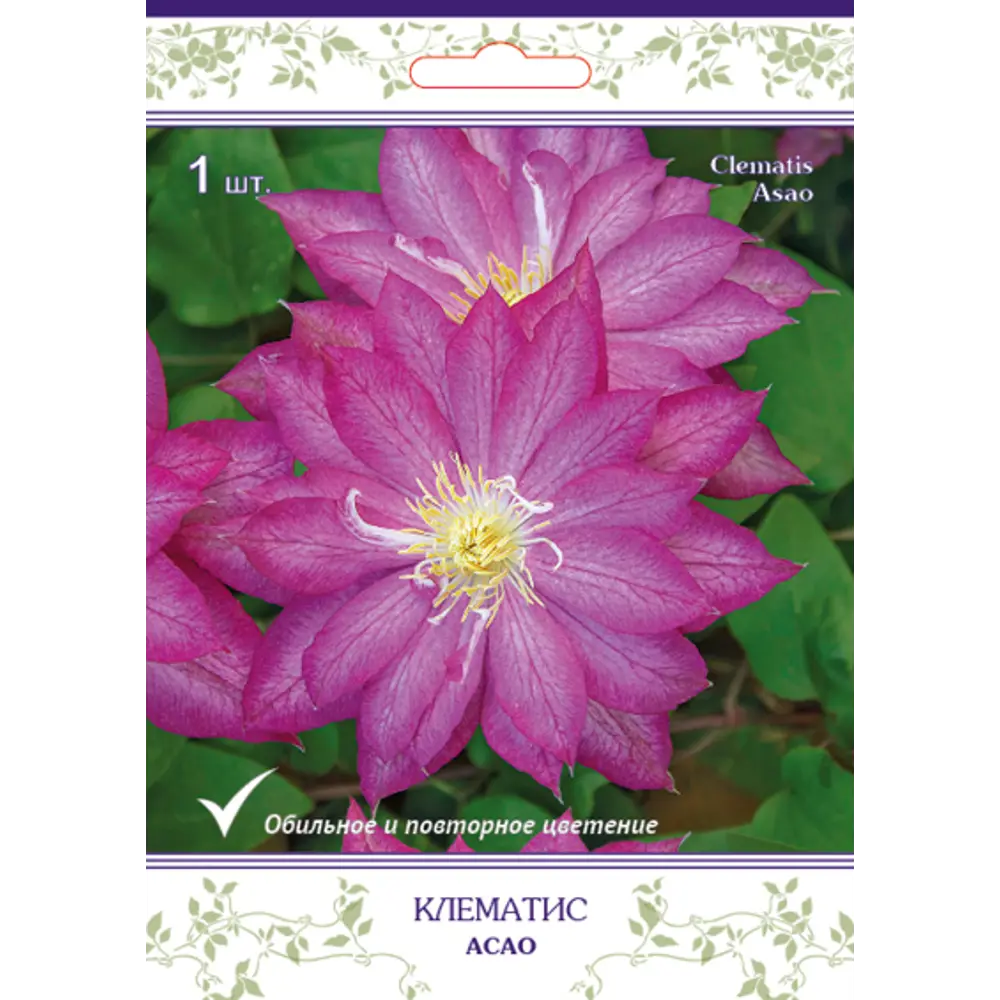 Клематис крупноцветковый Асао h15 см 83431363 STLM-2088553 Santreyd 