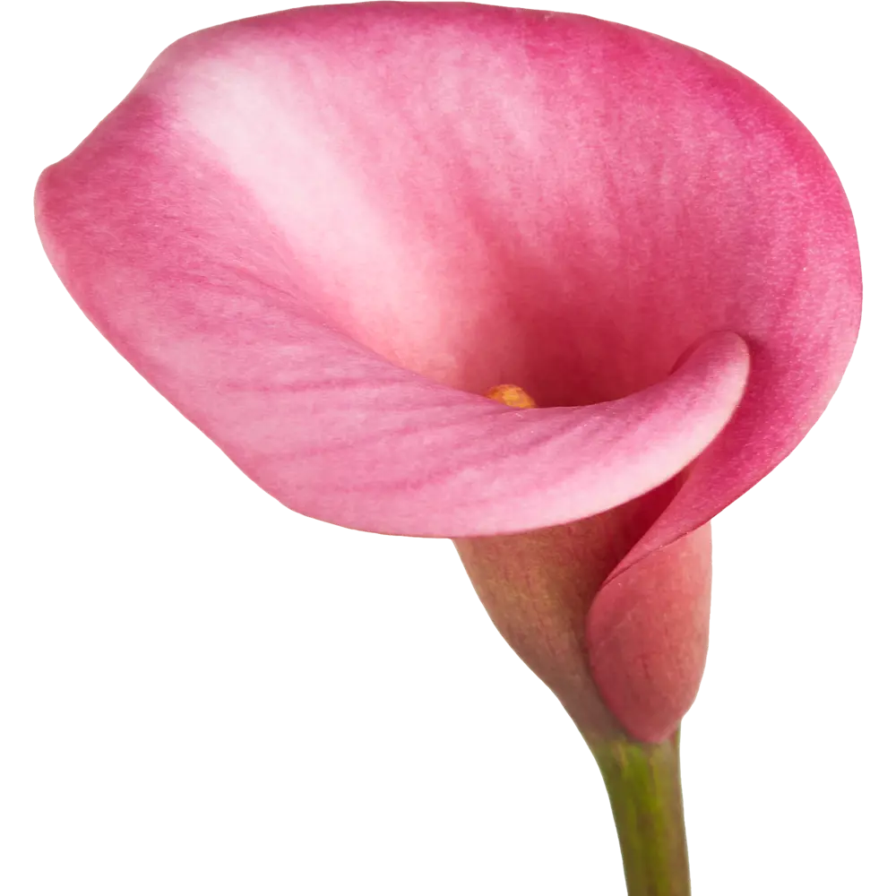 Калла Santreyd — изящное комнатное растение с сердцевидными листьями 83248198 STLM-0956759 - Вид №2