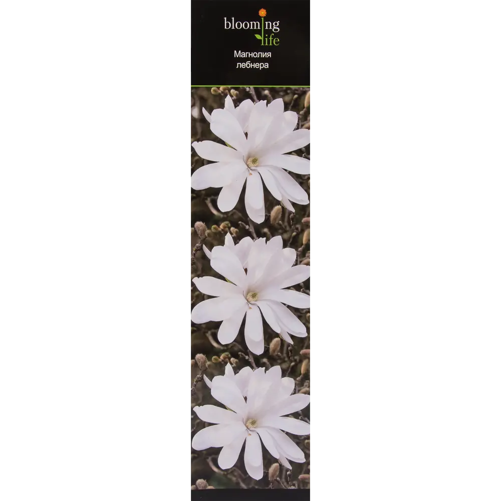Магнолия лебнера в тубе 82142812 STLM-2113137 Santreyd 