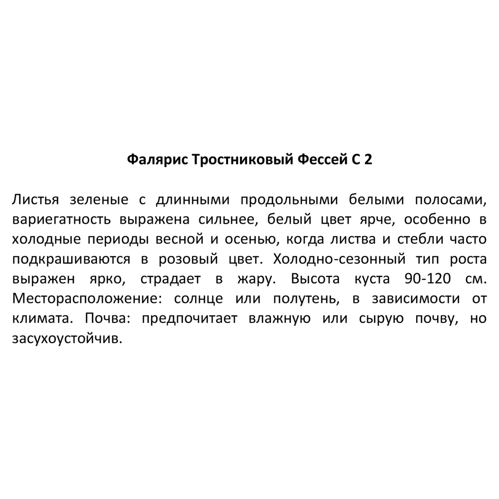 Фалярис тростниковый 17x20 см 82585371 STLM-2180891 Santreyd  - Вид №2