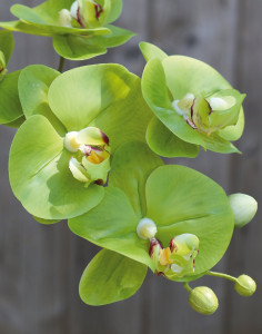 2843 883 a3 Искусственная орхидея Phalaenopsis, 64см, real touch soft, зеленая H-andreas