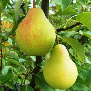 Груша Скороспелка из Мичуринска 9x60 см 83539267 STLM-2064635