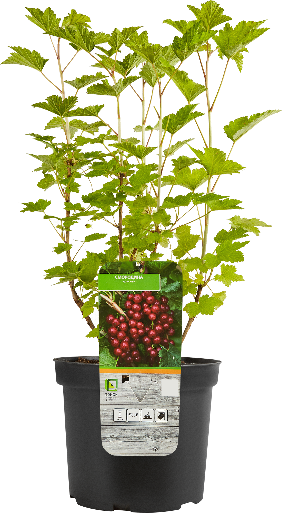 Саженец красной смородины Santreyd - среднепоздний сорт с ароматными ягодами 17897416 STLM-0008952 - Вид №2