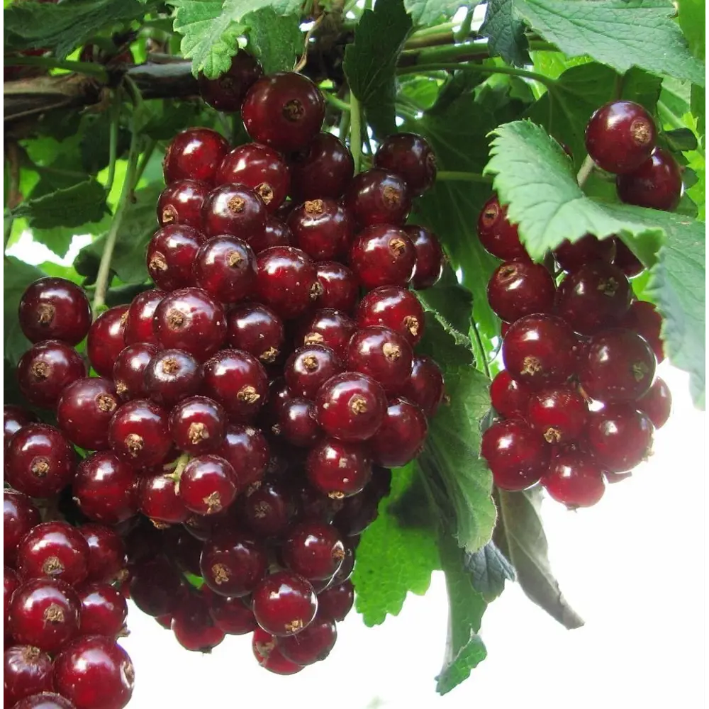 Смородина красная Виксне в тубе Santreyd STLM-2124887 - Вид №1