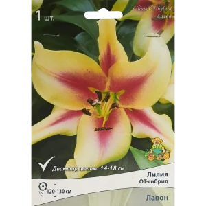 Лилия от-гибрид Лавон 85205727 STLM-2072844