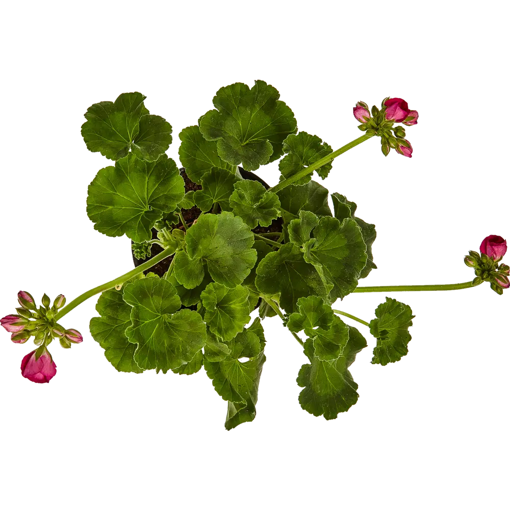 Герань Santreyd - яркое многолетнее растение для дома и сада 83248144 STLM-0039917 - Вид №1