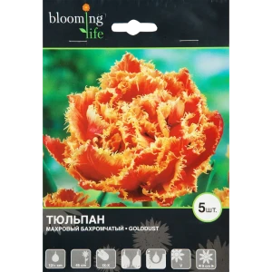 Тюльпан Голддаст 12/plus, 5 шт. 12834985 STLM-2156713
