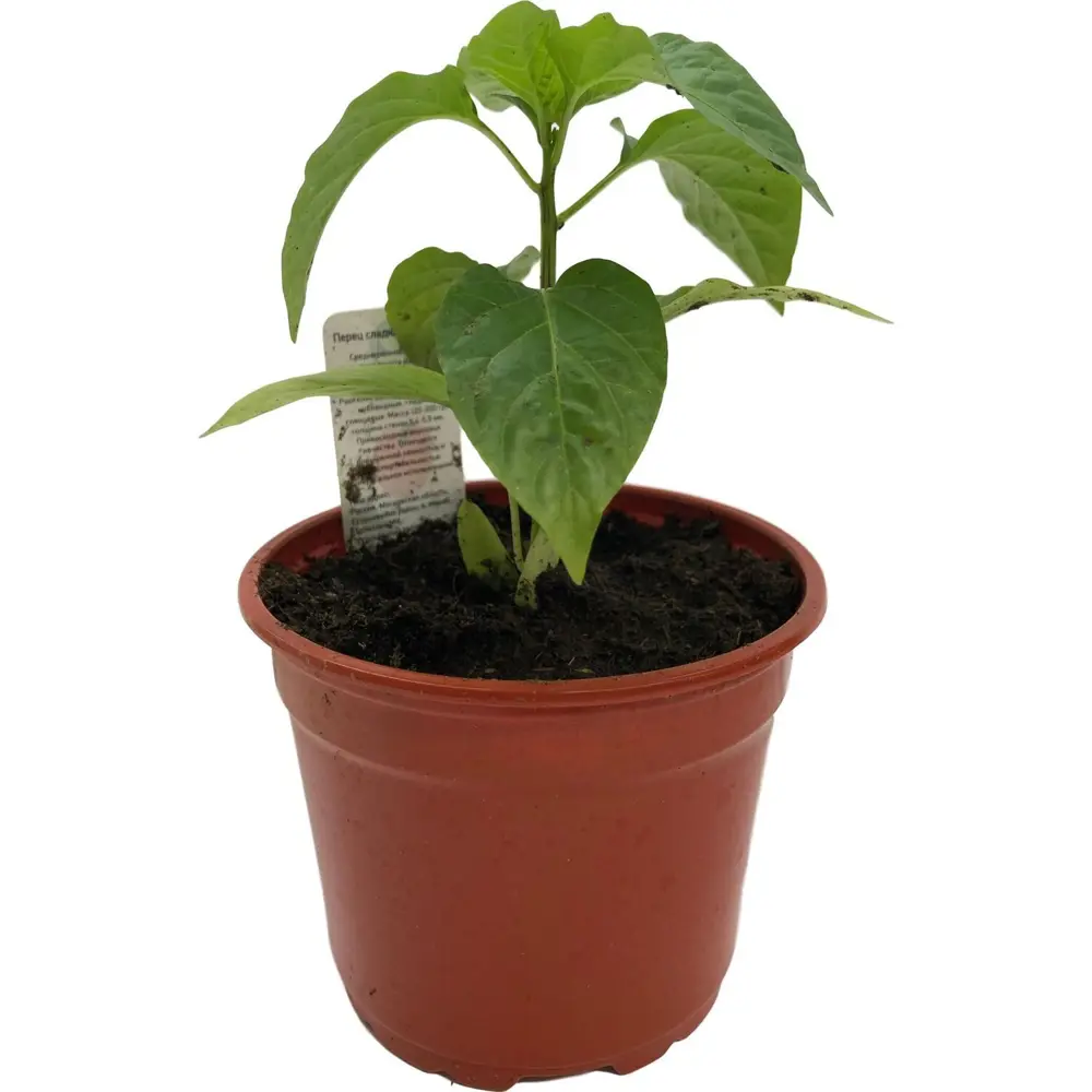 Перец микс ø12 h20 см Santreyd STLM-2097241