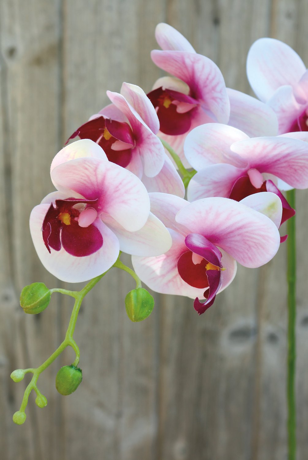 2650 510 a3 Искусственная орхидея Phalaenopsis, 80 см, real touch soft, роза H-andreas  - Вид №4