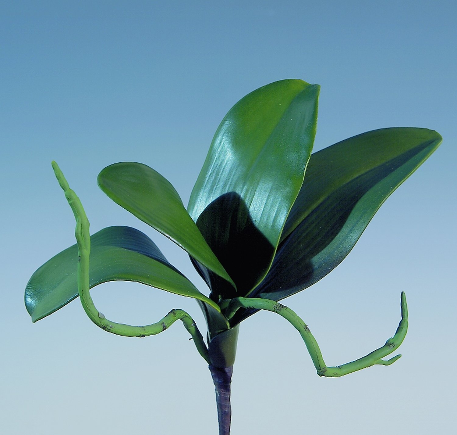 5859 883 a2 Листья искусственных орхидей с корнем, 25 см, зеленые H-andreas  - Вид №3