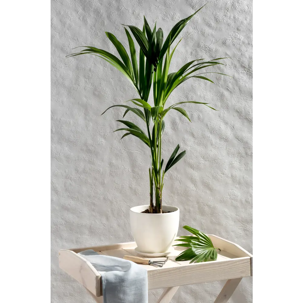 Керамический горшок Santreyd с поддоном для комнатных растений 18875542 Колор гейм STLM-0013332 - Вид №4