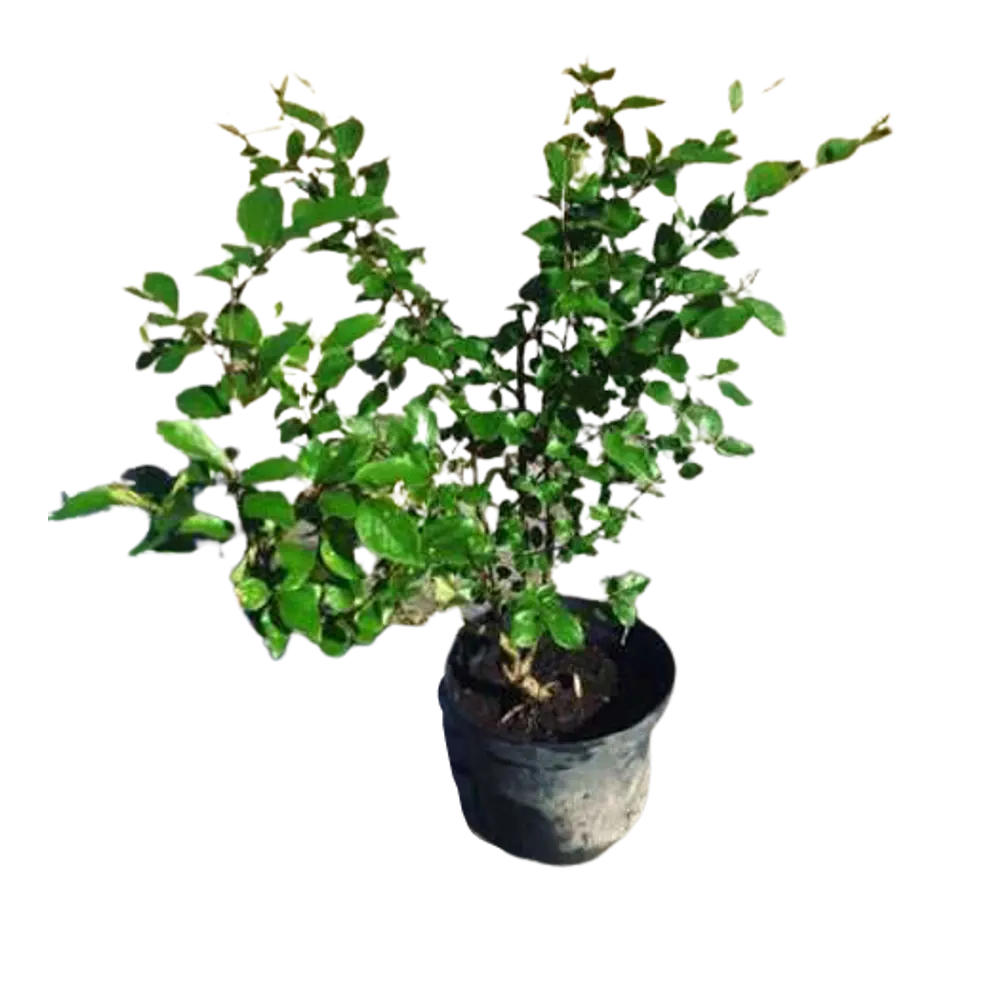 Кизильник Блестящий ø15 h60 см PLANTMARKET STLM-2056870
