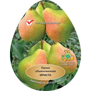 Груша обыкновенная Ириста h200 см Поиск Инвест 84399298 STLM-2084026