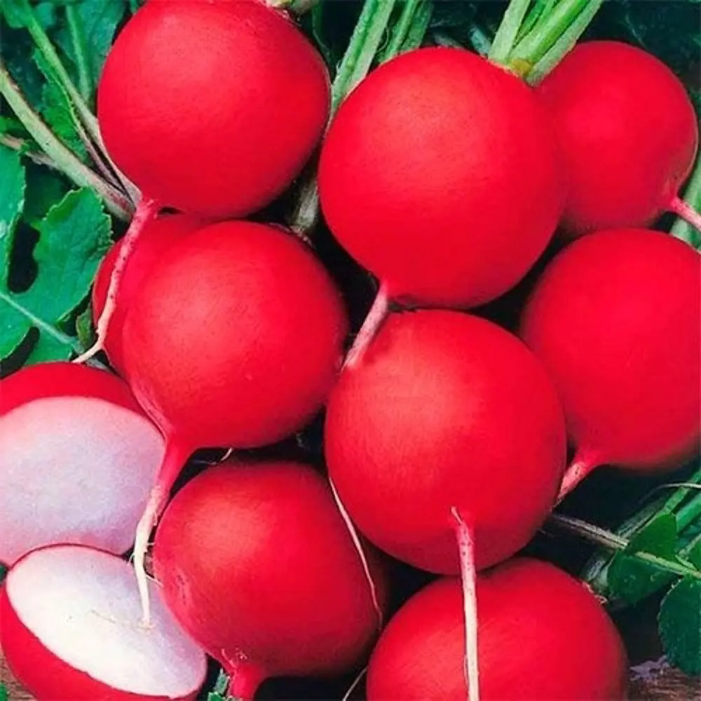 AGRONI Редис Сакса - холодостойкий сорт с сочной мякотью 17251025 STLM-0007784