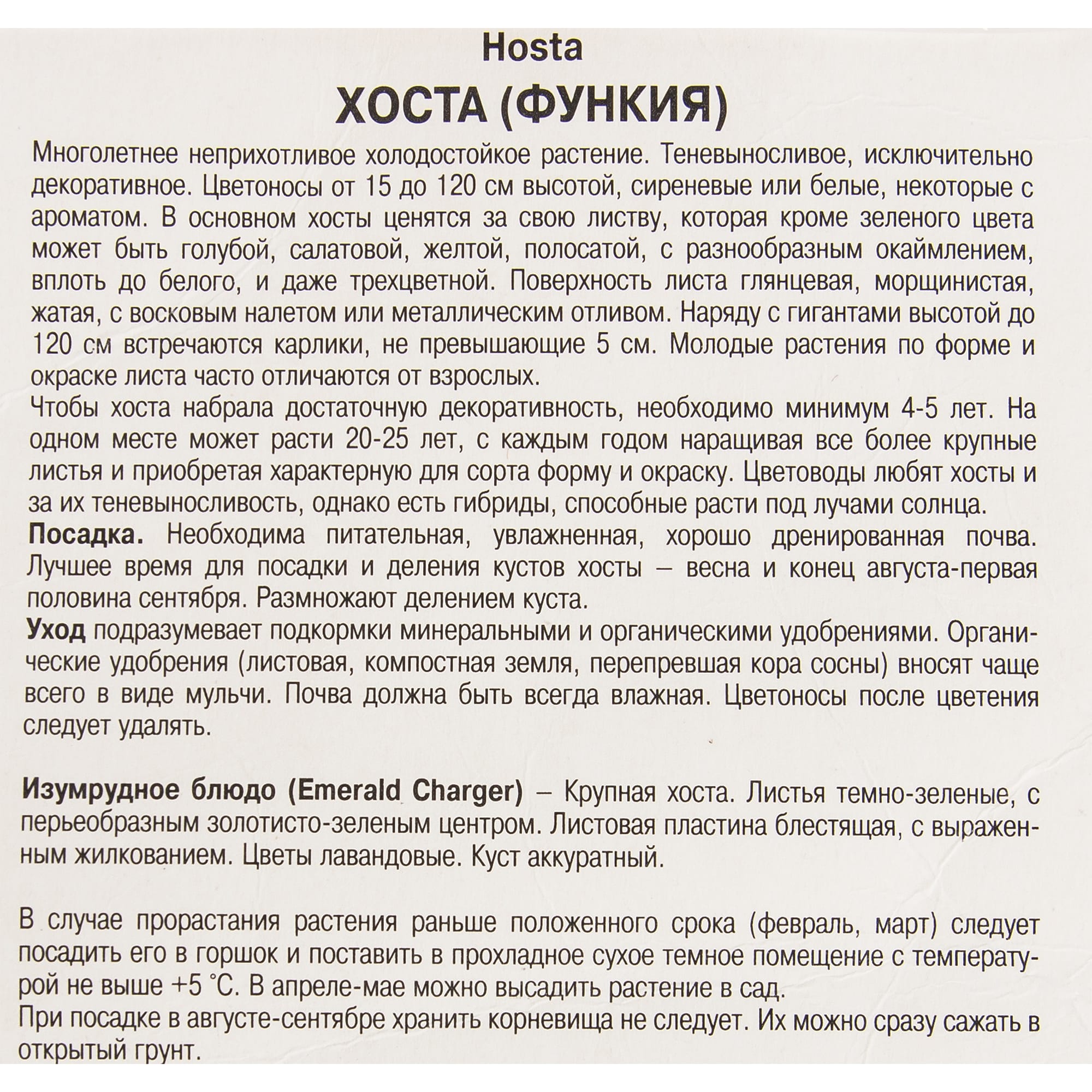 82319596 Хоста гибридная «Эмеральд Чарджер», размер луковицы I Santreyd  - Вид №2