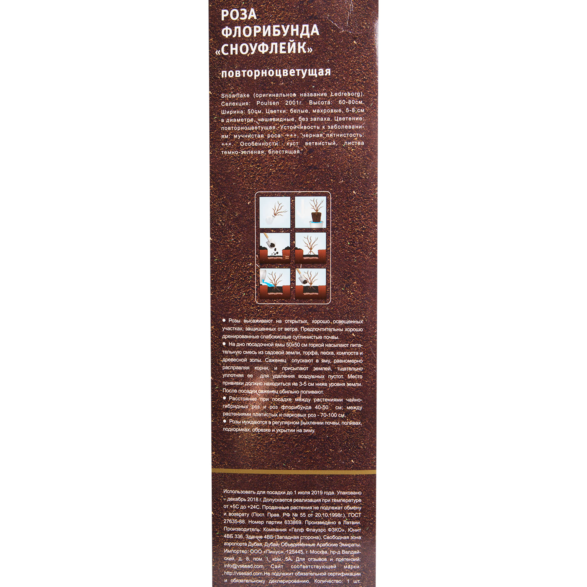 82142837 Роза флорибунда «Сноуфлейк» в тубе Santreyd  - Вид №2