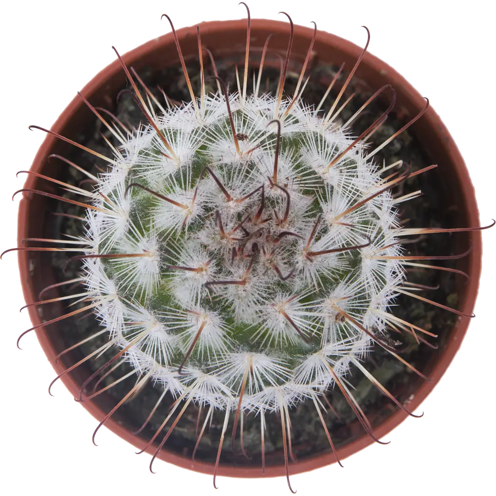 Santreyd: Композиция кактусов для интерьера и защиты от излучения 13974138 STLM-0004092 - Вид №1