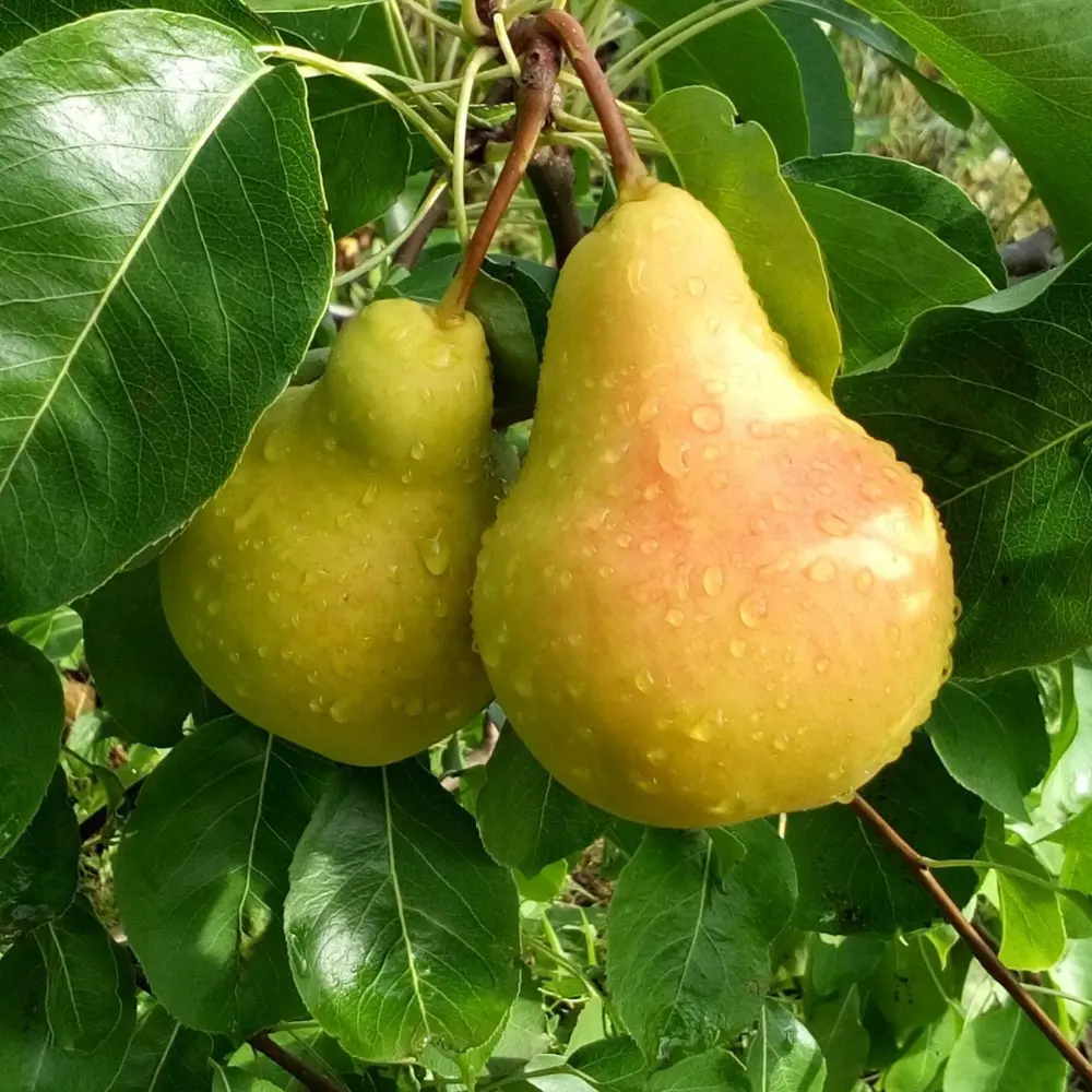 Santreyd Груша осенняя с пирамидальной кроной для компактных садов 18016086 STLM-0009248