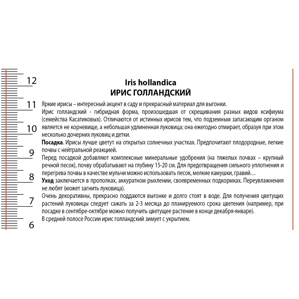 Ирис голландский Сапфир Бьюти 10 шт. 89433499 STLM-2111495 ПОИСК  - Вид №2