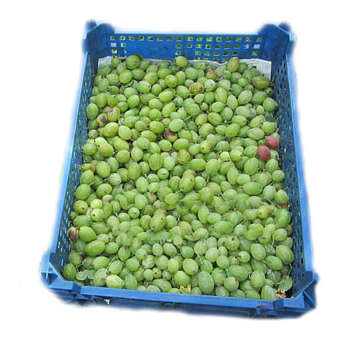 Крыжовник в ящике ~6 кг Santreyd 19940