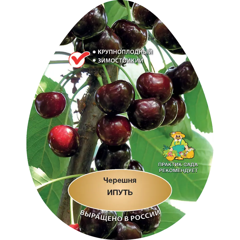 Черешня Ипуть h200 см Поиск Инвест 84399333 STLM-2083893 Santreyd 