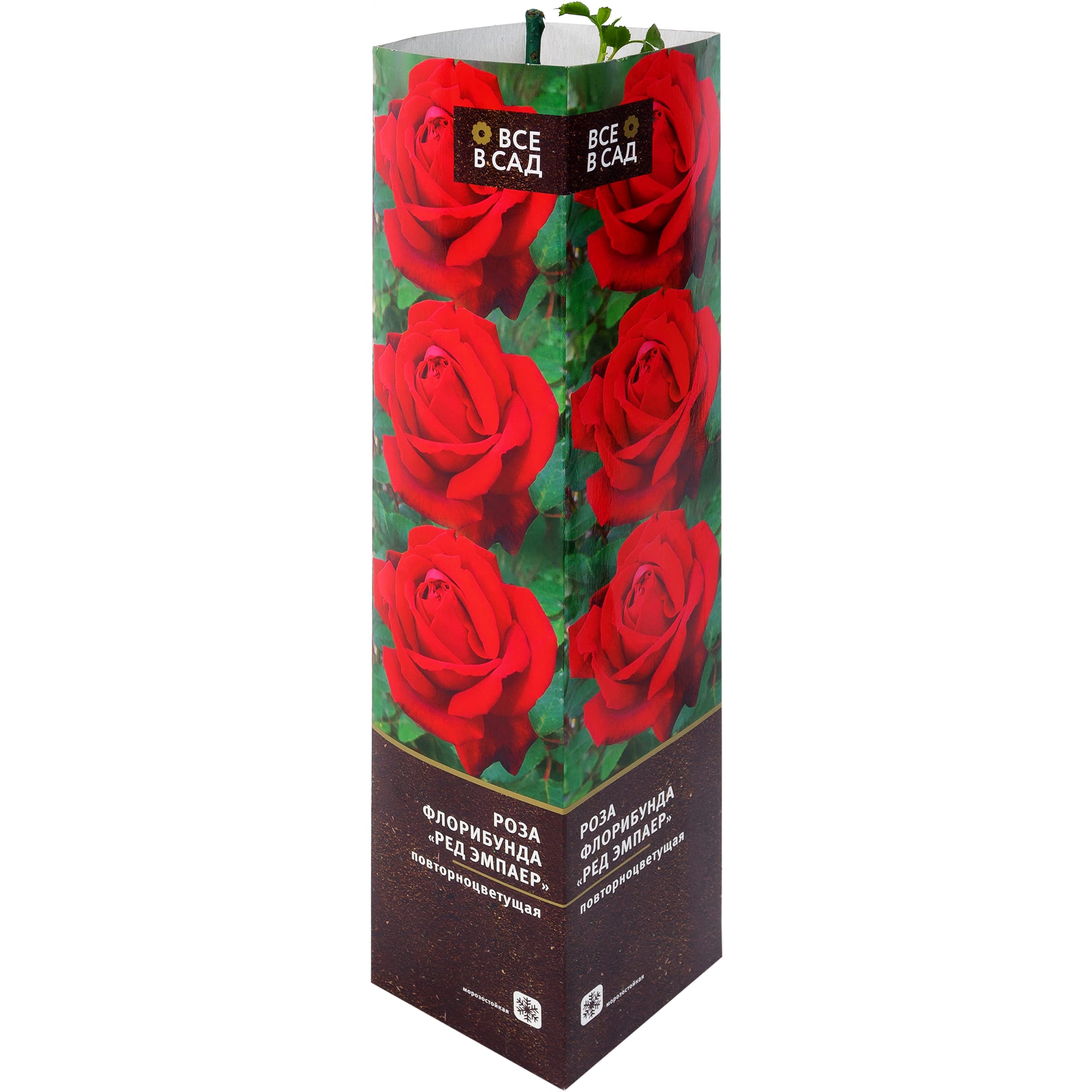 82142836 Роза флорибунда «Ред Эмпаер» в тубе Santreyd 