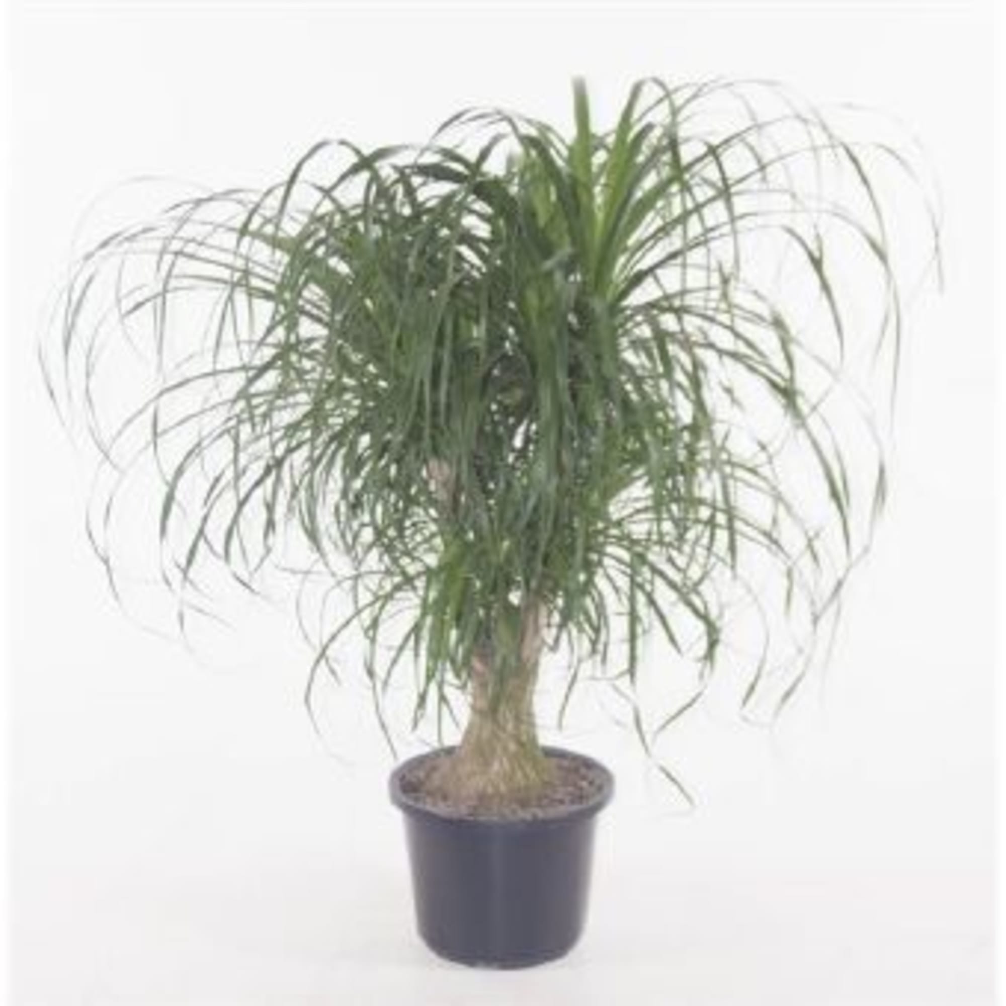 82849694 Нолина 32х110 см Santreyd 