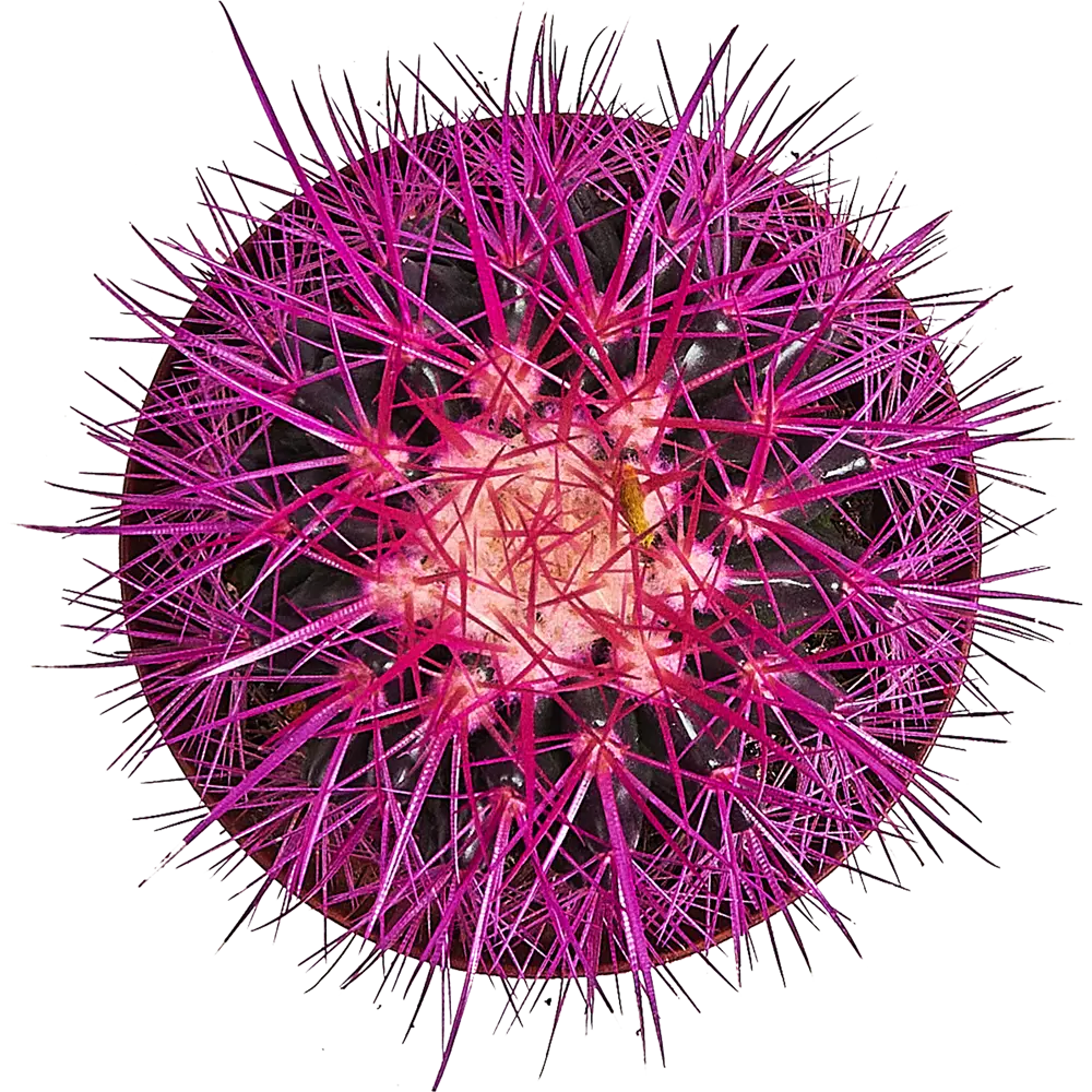 Santreyd Эхинокактус Грузона Радуга - живой суккулент для интерьера 87819695 STLM-1541621 - Вид №3