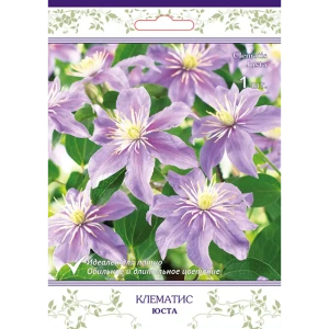 Клематис крупноцветковый Юста h15 см 83431383 STLM-2141762