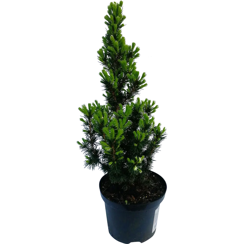 Ель Глаука «Коника» 2 л h40 см 82219043 STLM-2208787 Santreyd 