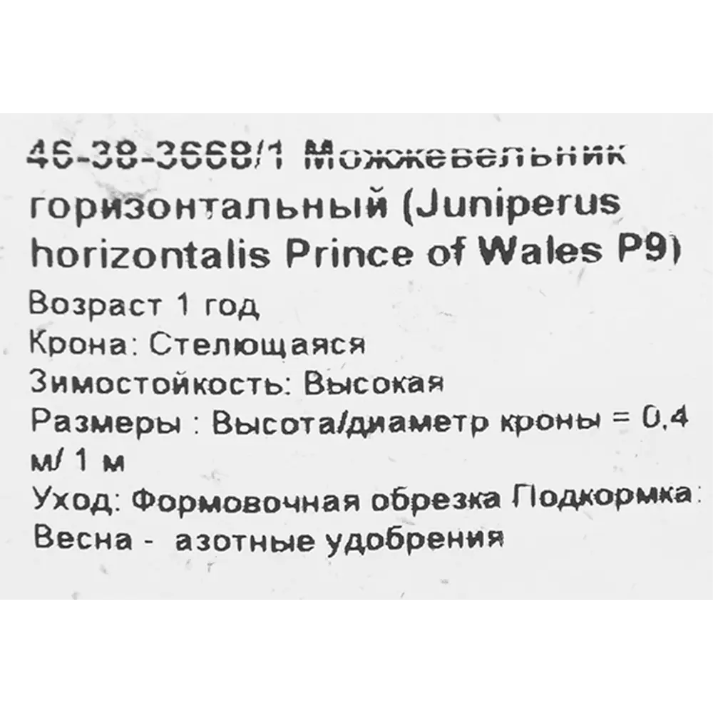 Можжевельник горизонтальный «Принц Уэльский» 9x15 см 82625368 STLM-2007998 Santreyd  - Вид №1