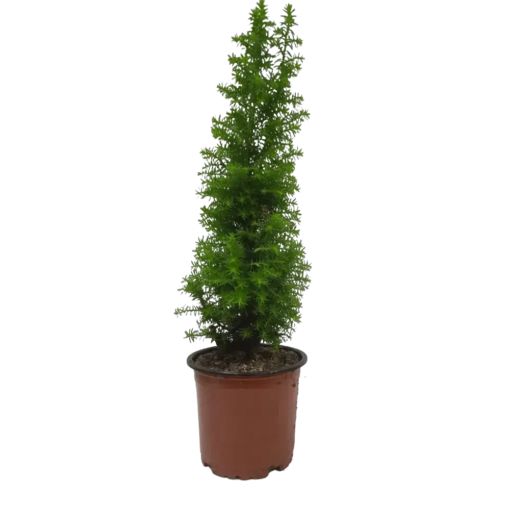 Кипарисовик ø10 h20 см Santreyd STLM-2114314